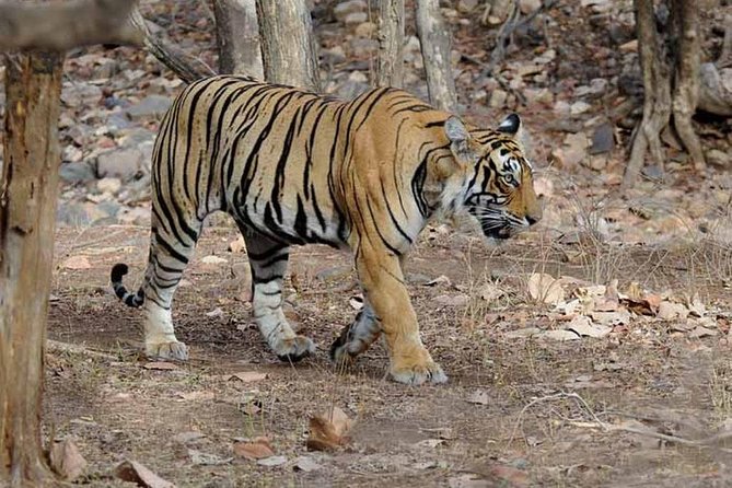 From Jaipur: Ranthambore Tiger Safari Private Day Tour - Whats Included