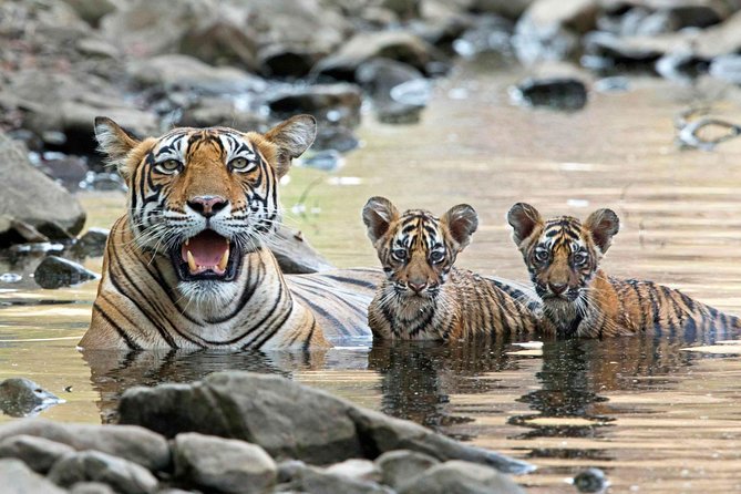 From Jaipur: Ranthambore Tiger Safari Private Day Tour - Frequently Asked Questions