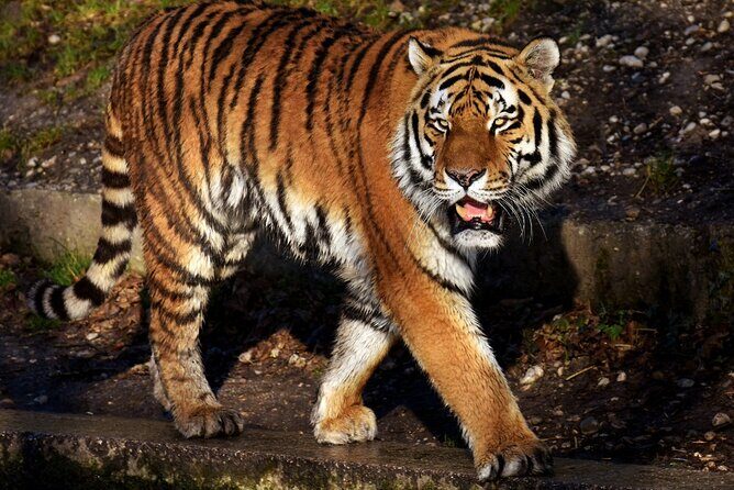 From Jaipur: Ranthambore Tiger Safari Same Day Trip - Good To Know