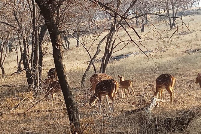 From Jaipur: Ranthambore Tiger Safari Same Day Trip - FAQ