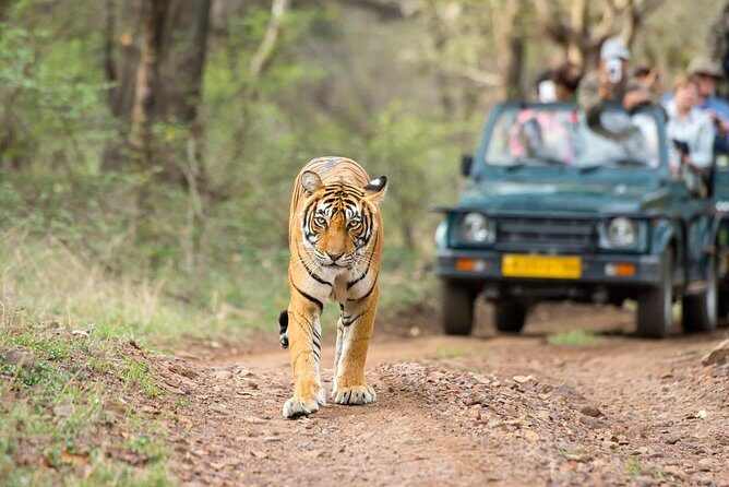 From Jaipur: Ranthambore Tiger Safari Same Day Trip - An Honest Look at the Itinerary