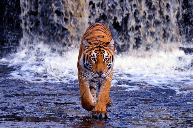 From Jaipur: Ranthambore Tiger Safari Same Day Trip - Valuing Your Experience