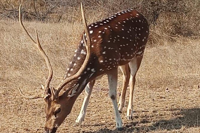 From Jaipur: Ranthambore Tiger Safari Same Day Trip - Authentic Insights from Past Travelers