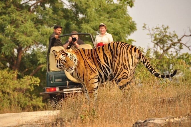 From Jaipur: Ranthambore Tiger Safari Same Day Trip - Frequently Asked Questions