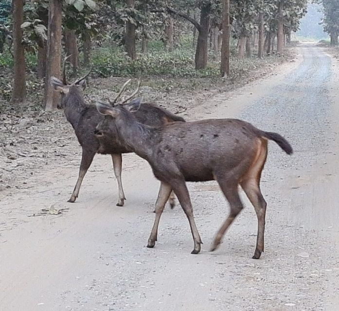 From Jaipur: Ranthambore Tiger Safari Tour By Car - Tour Details