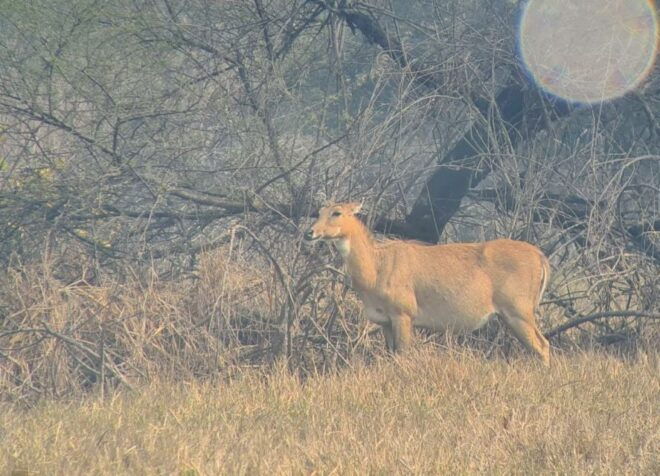 From Jaipur: Ranthambore Tiger Safari Tour By Car - Important Information