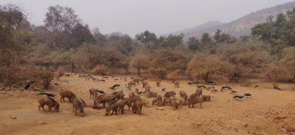 From Jaipur: Ranthambore Tiger Safari Tour By Car - The Sum Up