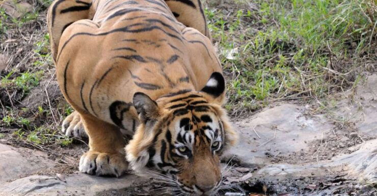 From Jaipur: Ranthambore Tour With Cab - Inclusions