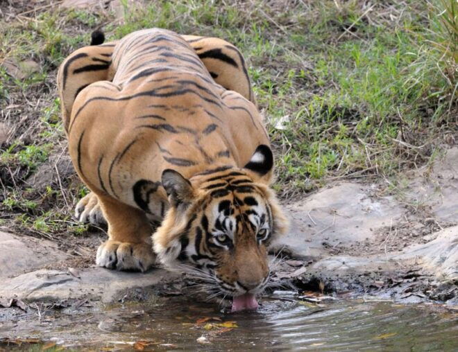 From Jaipur: Ranthambore Tour With Cab - Exclusions