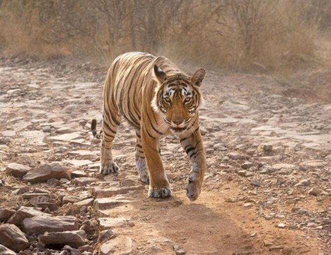 From Jaipur: Ranthambore Tour With Cab - Directions