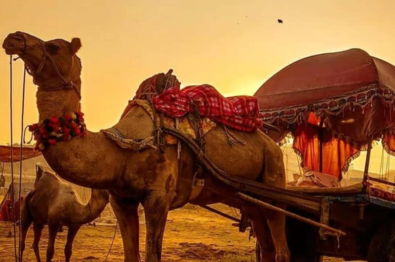 From Jaipur : Same Day Pushkar & Ajmer Guided Day Tour - Practical Tips for Making the Most of Your Day