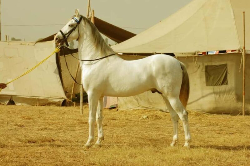 From Jaipur : Same Day Pushkar & Ajmer Guided Day Tour - Who Should Consider This Tour?