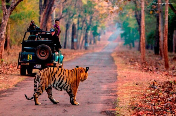 From Jaipur: Same Day Ranthambore Excursion - Activity Details