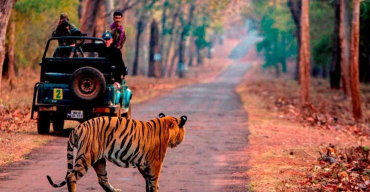 From Jaipur: Same Day Ranthambore Excursion - Free Cancellation and Flexible Booking