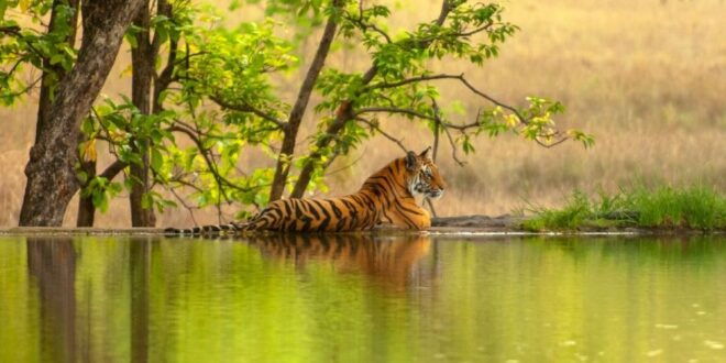 From Jaipur: Same Day Ranthambore Excursion - Duration and Availability
