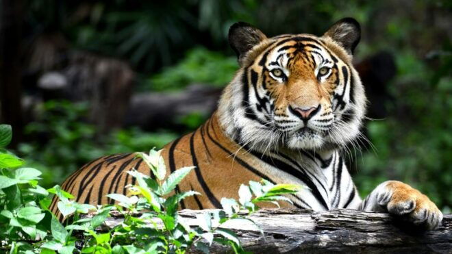 From Jaipur: Same Day Ranthambore Excursion - Experience Highlights