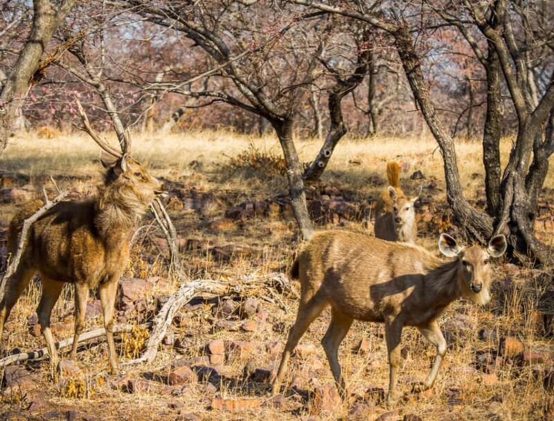 From Jaipur: Same day Ranthambore Tiger Safari Tour - The Itinerary in Detail