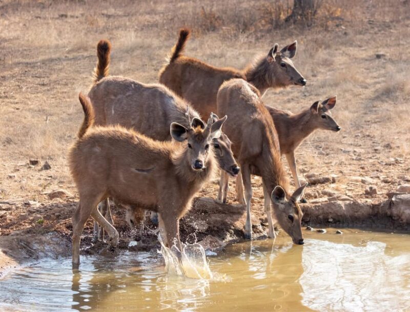 From Jaipur: Same day Ranthambore Tiger Safari Tour - The Sum Up