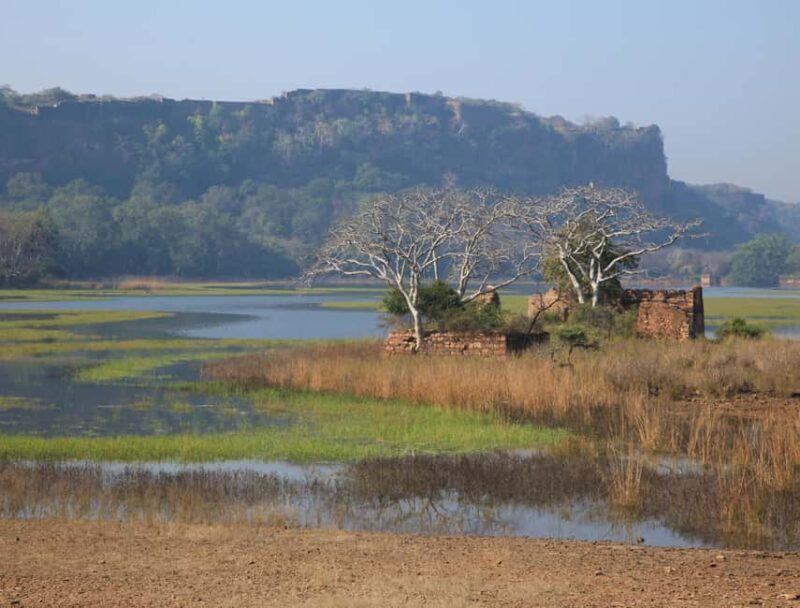 From Jaipur: Same day Ranthambore Tiger Safari Tour - Who Should Consider This Tour?