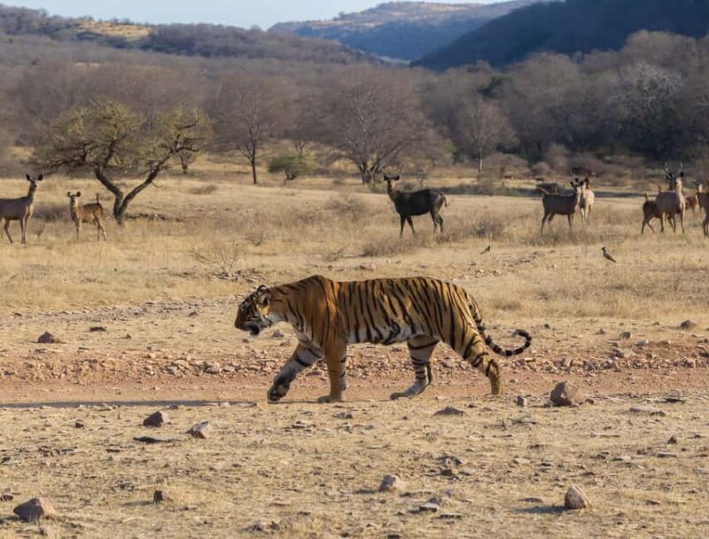 From Jaipur: Same day Ranthambore Tiger Safari Tour - The Sum Up: Is It Worth It?