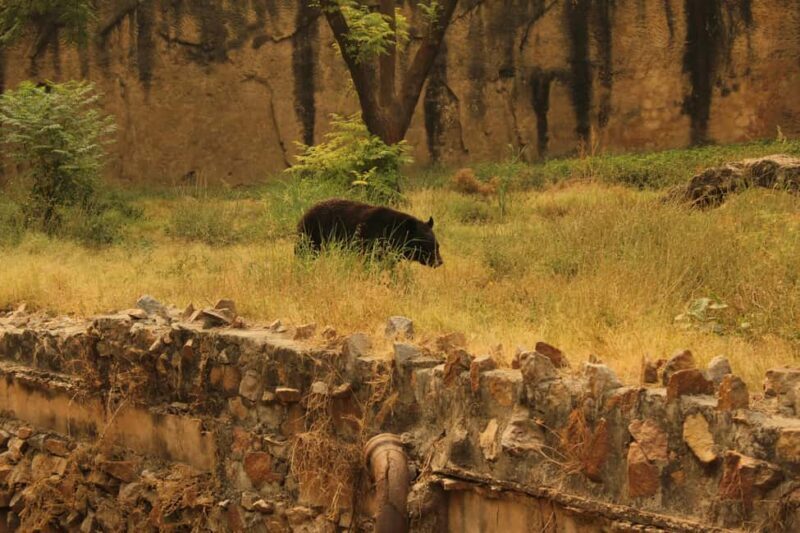 From Jaipur: Sariska National Park Day trip with Safari - Who Is This Tour Best For?