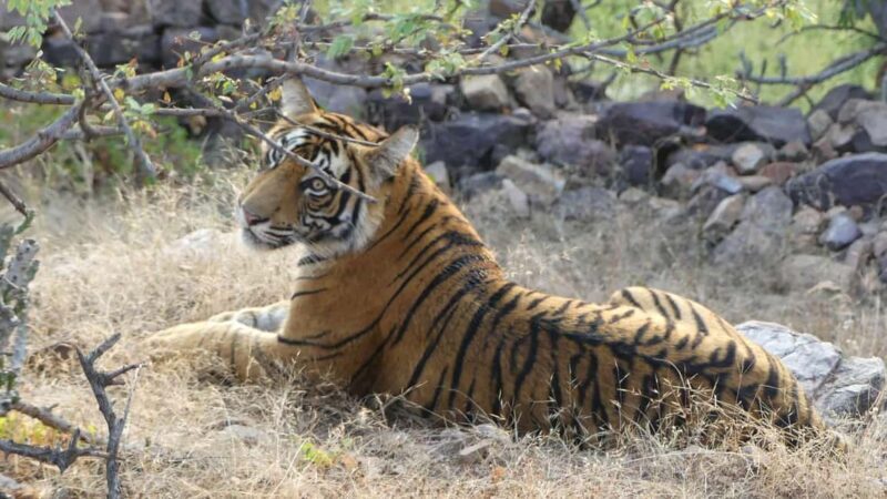 From Jaipur: Sariska National Park Day trip with Safari - Good To Know