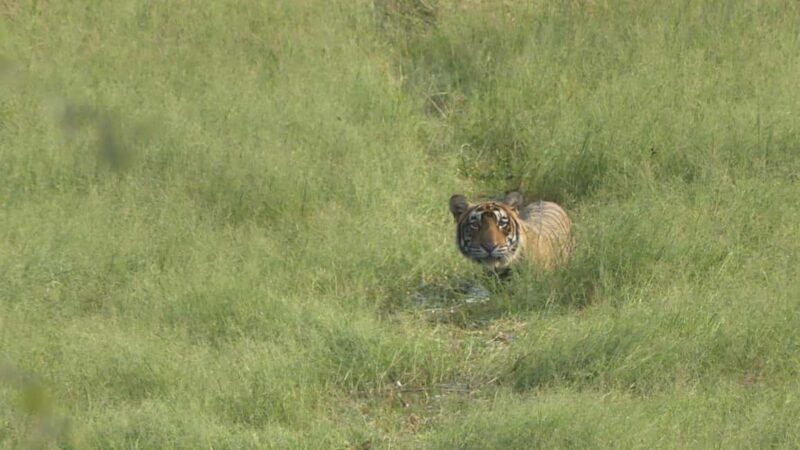 From Jaipur: Sariska National Park Day trip with Safari - Who Is This Tour Best Suited For?