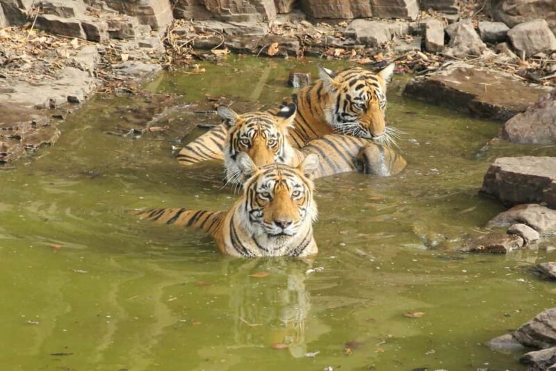 From Jaipur: Sariska National Park Day trip with Safari - FAQ