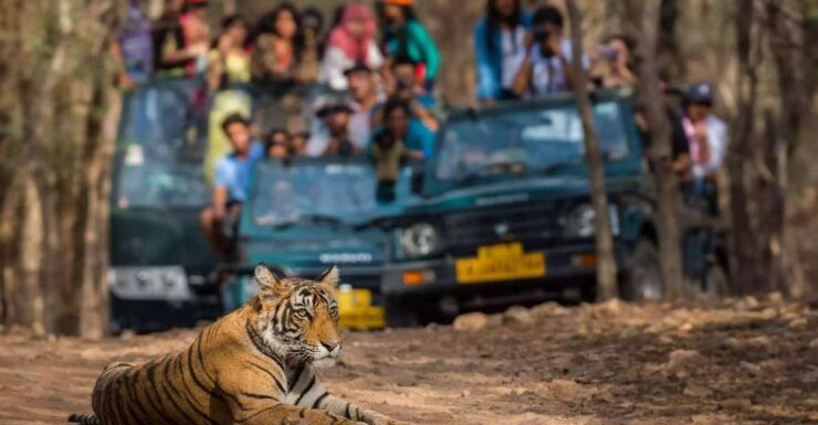 From Jaipur:Ultimate Jaipur to Ranthambore Jeep Safari Tour - Experience Highlights