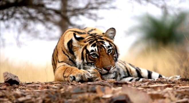 From Jaipur:Ultimate Jaipur to Ranthambore Jeep Safari Tour - Activity Description