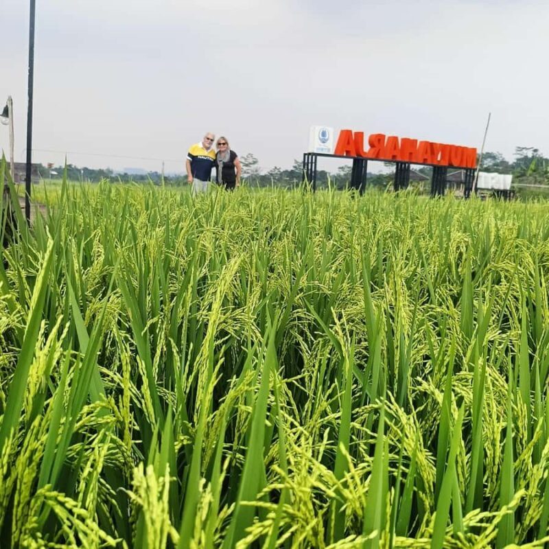 From Jakarta: Bogor Botanical Garden, Ricefield, & Waterfall - Good To Know