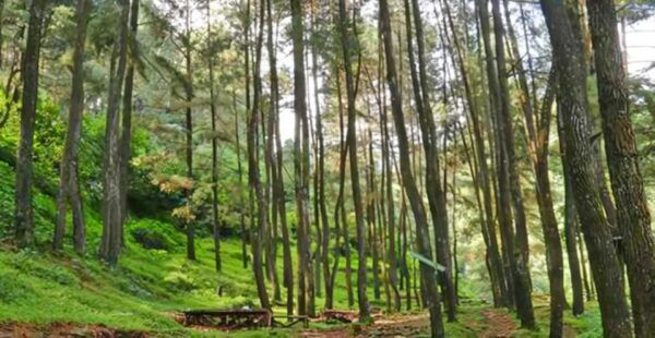 From Jakarta : Botanical Garden, Waterfalls, Natural Views - Tips for a Memorable Visit