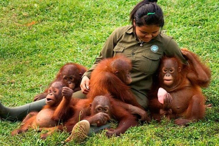 From Jakarta: Explore Safari Park,Waterfall & Tea Plantation - Key Points