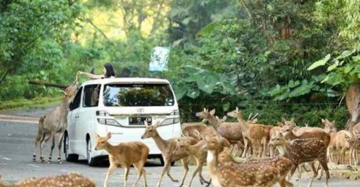 From Jakarta: Explore Safari Park,Waterfall & Tea Plantation - Activities and Attractions
