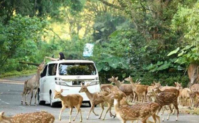 From Jakarta: Explore Safari Park,Waterfall & Tea Plantation - Inclusions