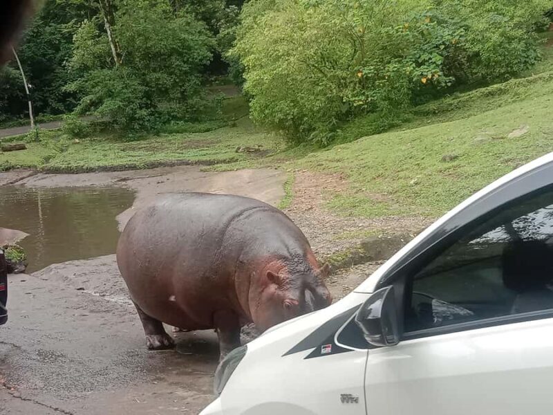 From Jakarta: Private Taman Safari Day Tour - Good To Know