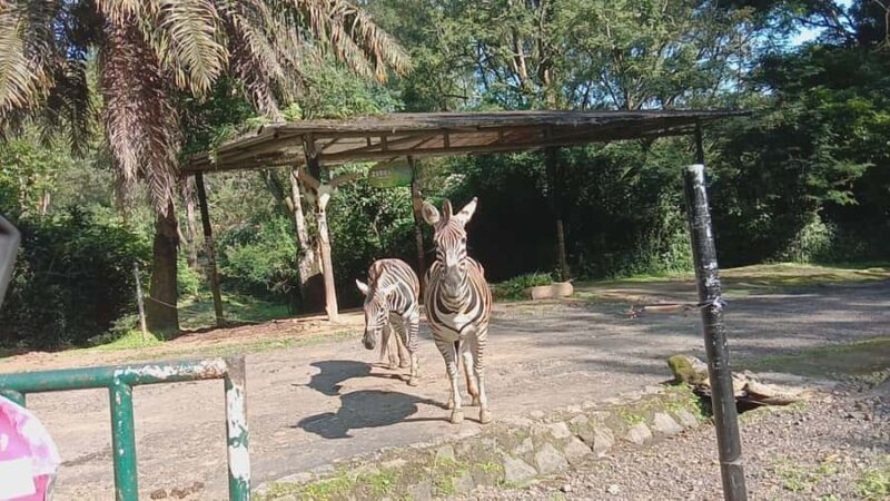 From Jakarta: Private Taman Safari Day Tour - What We Loved About This Tour
