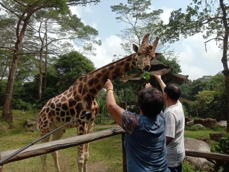 From Jakarta: Private Taman Safari Day Tour - Who Is This Tour Best For?