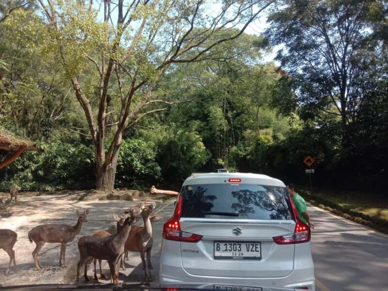 From Jakarta: Private Taman Safari Day Tour - Final Thoughts