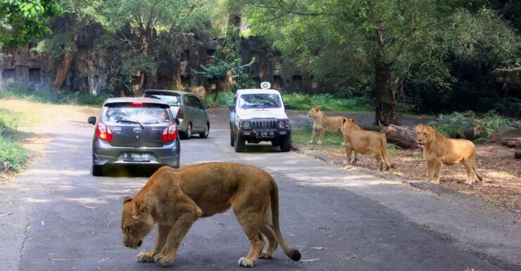 From Jakarta Private Taman Safari Day Tour - Key Points