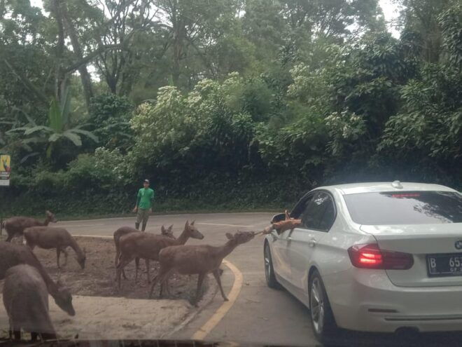 From Jakarta Private Taman Safari Day Tour - Accessibility Features