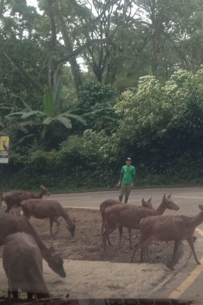 From Jakarta Private Taman Safari Day Tour - Booking Information