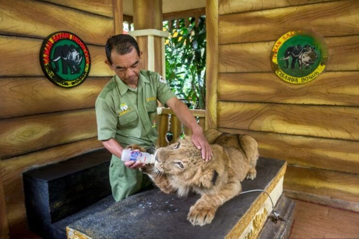 From Jakarta: Safari Park, Tea Plantation & Jaksa Waterfall - Taman Safari Bogor: up Close With Exotic Wildlife