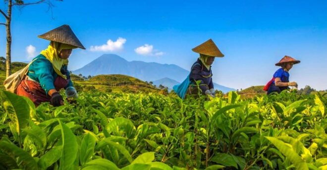 From Jakarta: Safari Park, Tea Plantation & Jaksa Waterfall - Jaksa Waterfall: A Serene Natural Escape