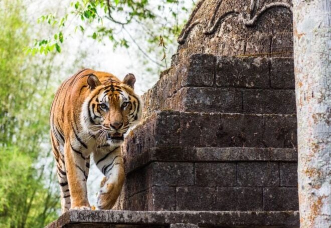 From Jakarta: Safari Park, Tea Plantation & Jaksa Waterfall - Common Questions