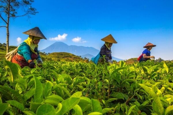 From Jakarta: Safari Park, Tea Plantation & Jaksa Waterfall - The Sum Up