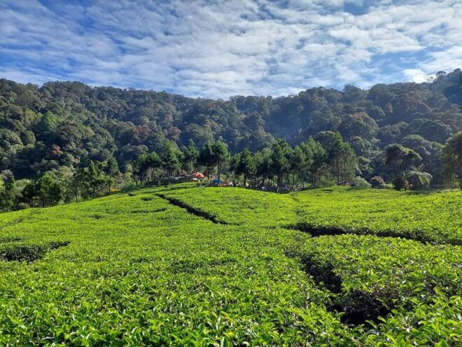 From Jakarta : White Crater, Pinisi Lake, Tea Plantation - Kawah Putih Details