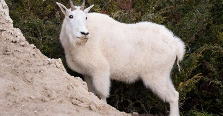 From Jasper: Jasper National Park Wildlife Discovery Tour - Experience Highlights