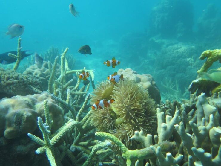 From Jepara: 3-Day Snorkeling Tour in the Karimunjawa Island - Tour Duration and Guide Availability