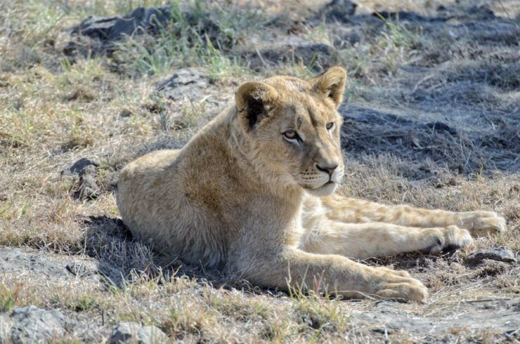 From Johannesburg: Lion & Safari Park Half-Day Tour - Inclusions